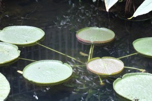 Photograph of a network of lily pads floating on a pond. 