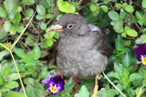 Photograph of a Typical Thrush coming out of the bottom of a shrub.