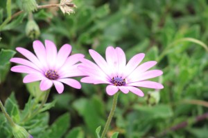 Photograph of two flowers that look nearly identical. Taken in the Bogota Botanical Gardens.
