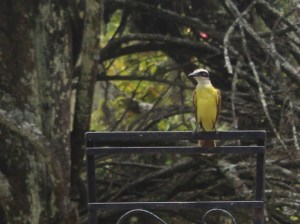 Photograph of Great Kiskadee (bird) sitting on a chairback at the head of a table.