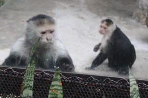 Photograph of monkeys taken at the Medellin Conservation Park in Colombia.
