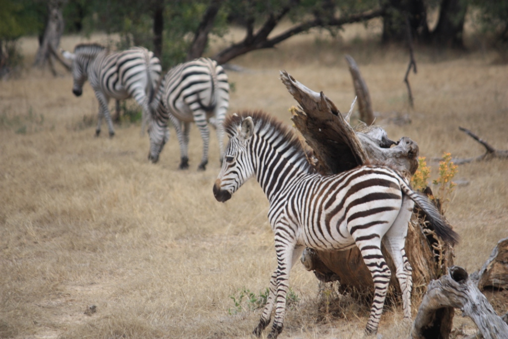 Photograph of a young Zebra scratching on a tree trunk with two adults in the background.