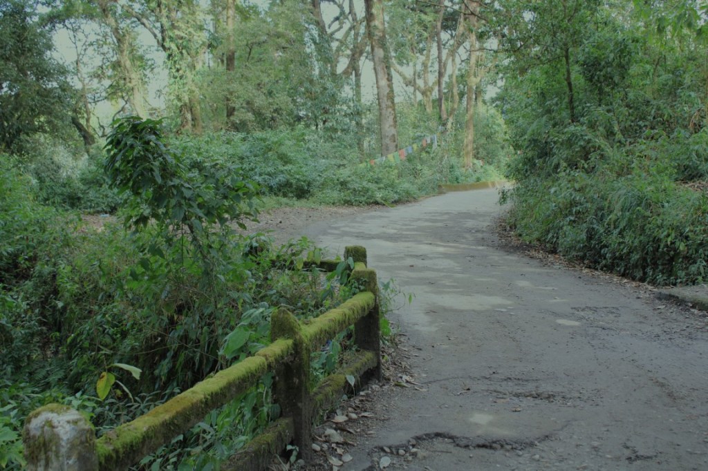 Photograph of a small road, guardrails encased in moss, in the Dow Hill area of Kurseong, West Bengal.