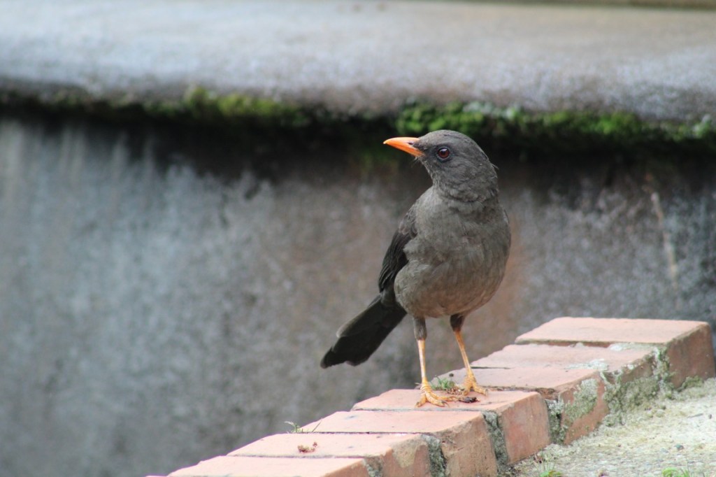 Photograph of a bird, a Thrush, on a brick curb in Bogota, Colombia.