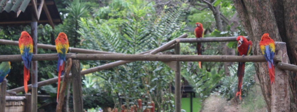 Photographs of perching Scarlet Macaws in the Conservation Park of Medellin, Colombia.