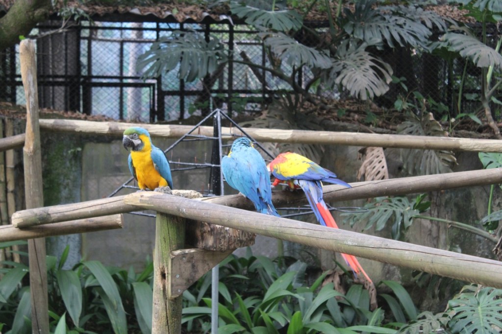 Photograph of Blue & Yellow Macaws taken at the Conservation Park of Medellin, Colombia. 