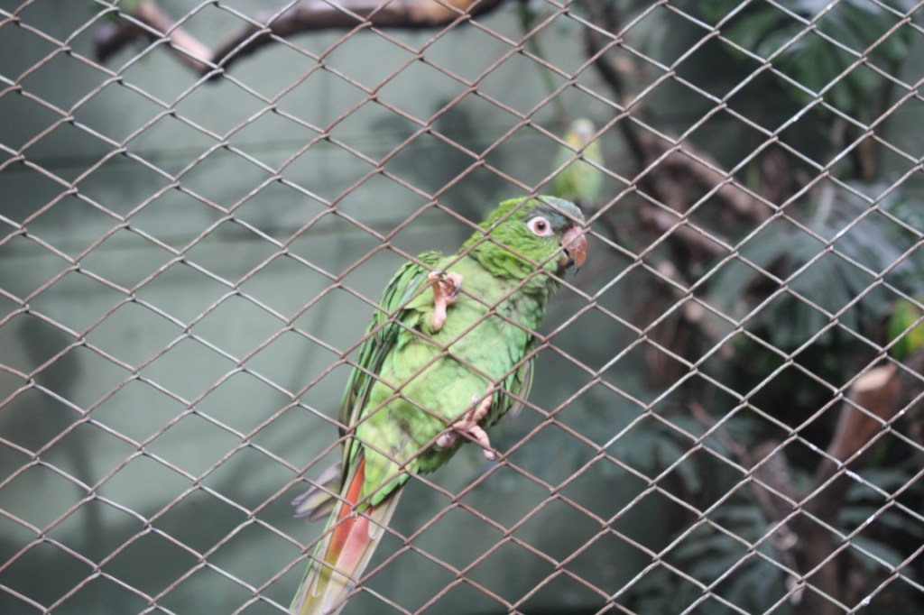 Photograph of a Parrot on a fence, taken at Conservation Park in Medellin, Colombia. 