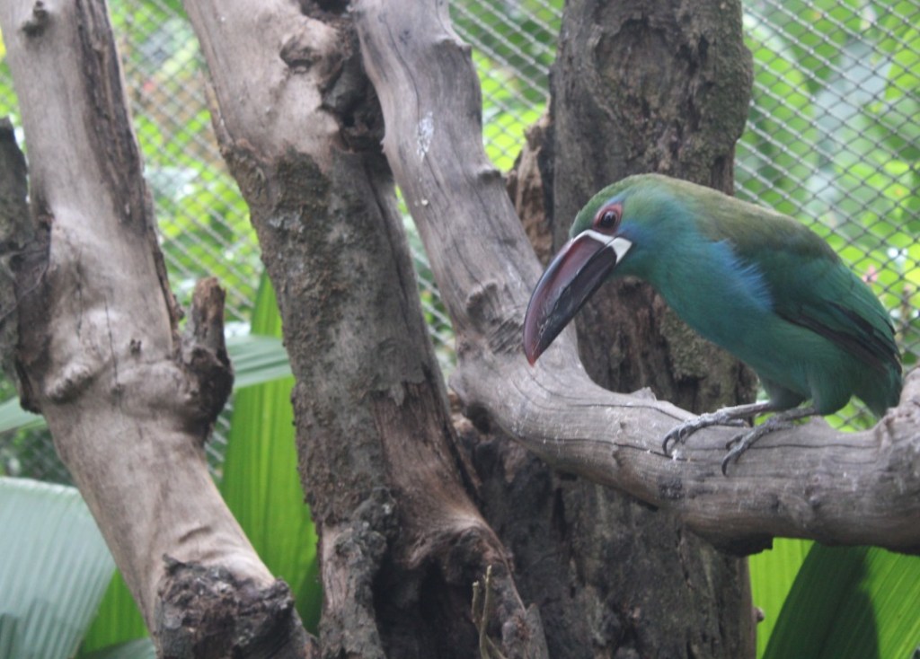 Photograph of a Crimson-rumped Toucanet: taken at the Conservation Park in Medellin, Colombia.