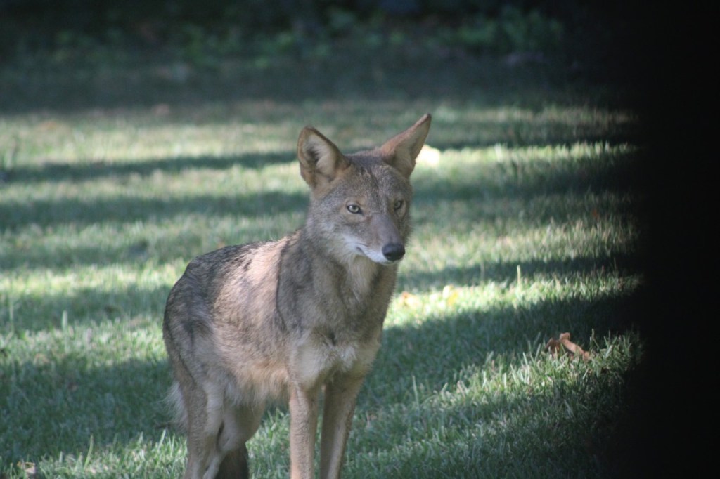 Photograph of a Coyote taken in my backyard during the first coldsnap of the season. 