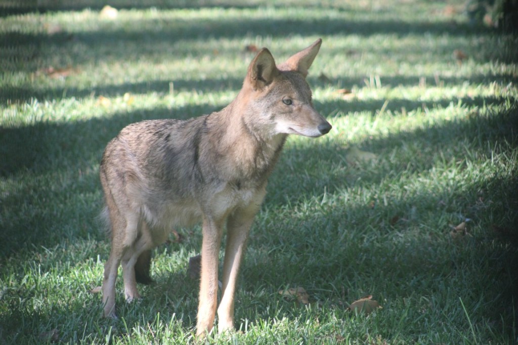 Photograph of a Coyote in the metro Atlanta area.